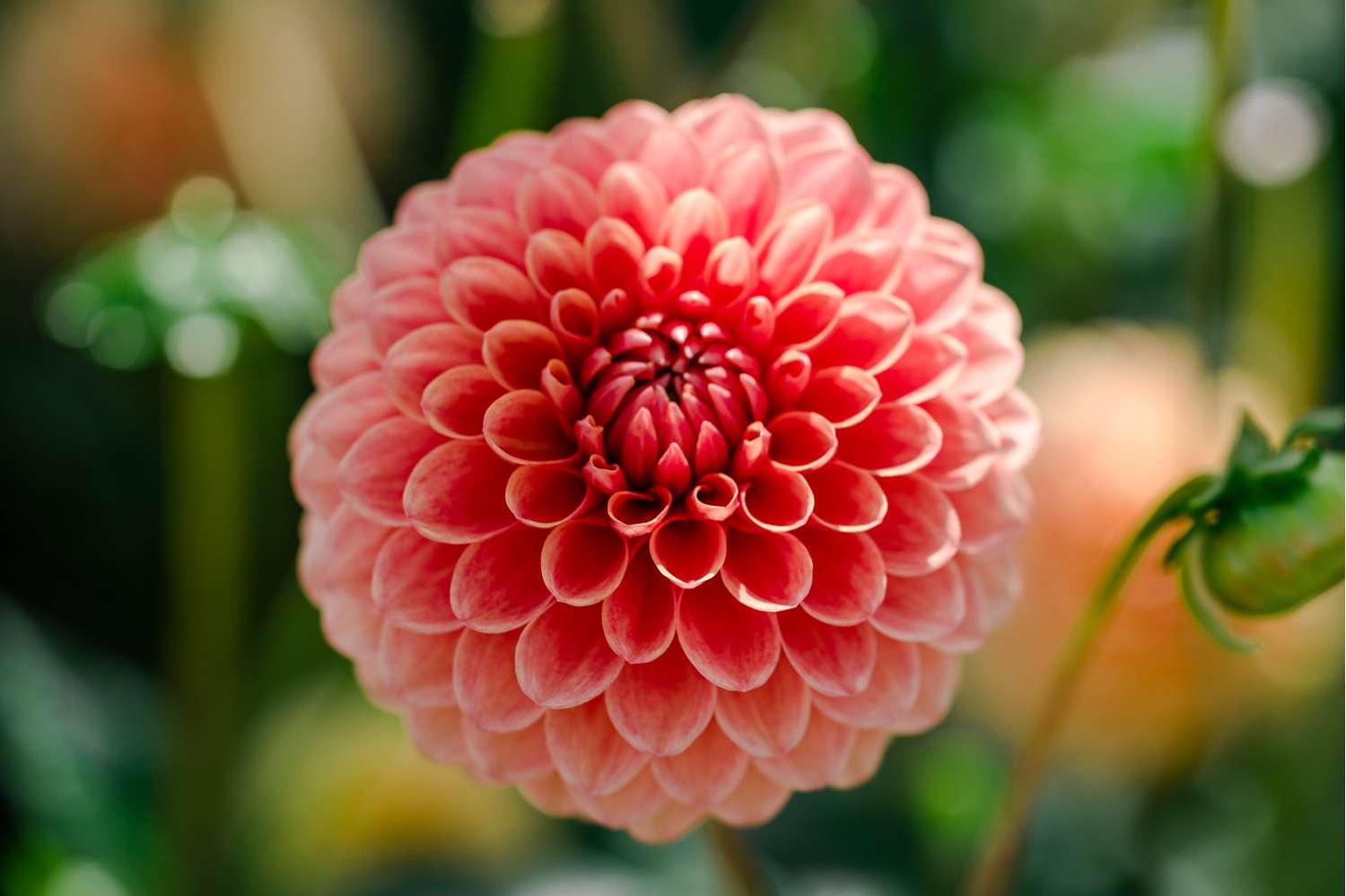 Dahlia 'Beatrice'